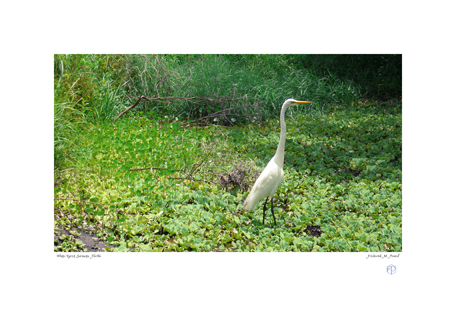 White Egret, Sarasota