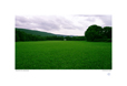 Hay field, thumbnail