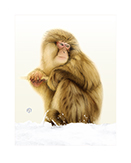 Japanese Snow Macaque, thumbnail